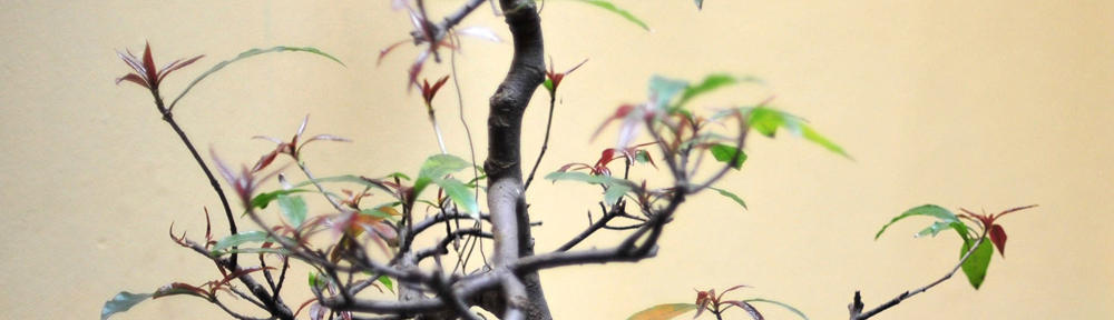 radio para 18 músicos